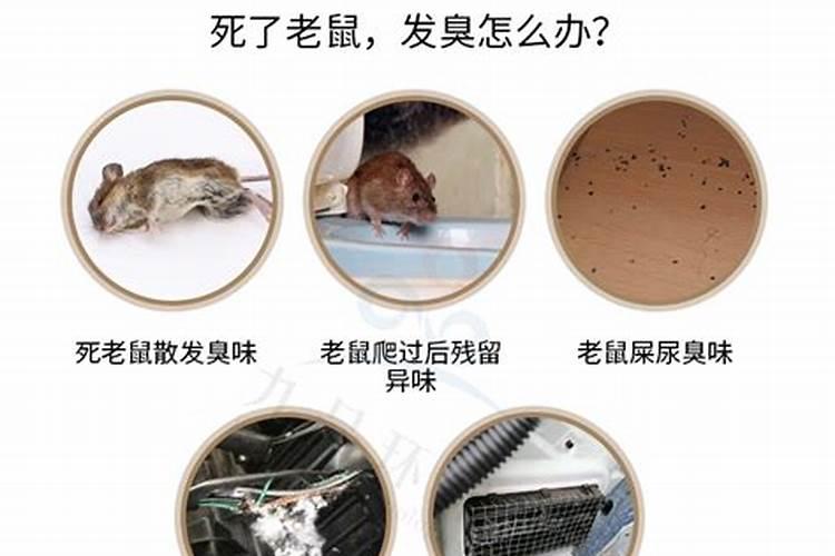梦见死老鼠预兆什么？