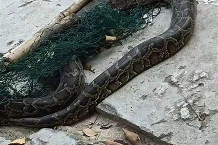梦见大蛇被杀死了