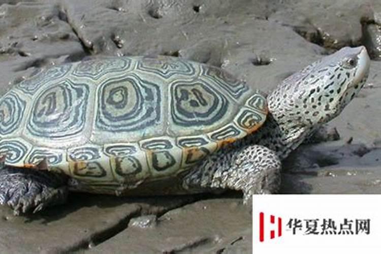 梦见车被别人偷走了是什么意思 梦到车被别人偷走了是什么预兆解梦百度...