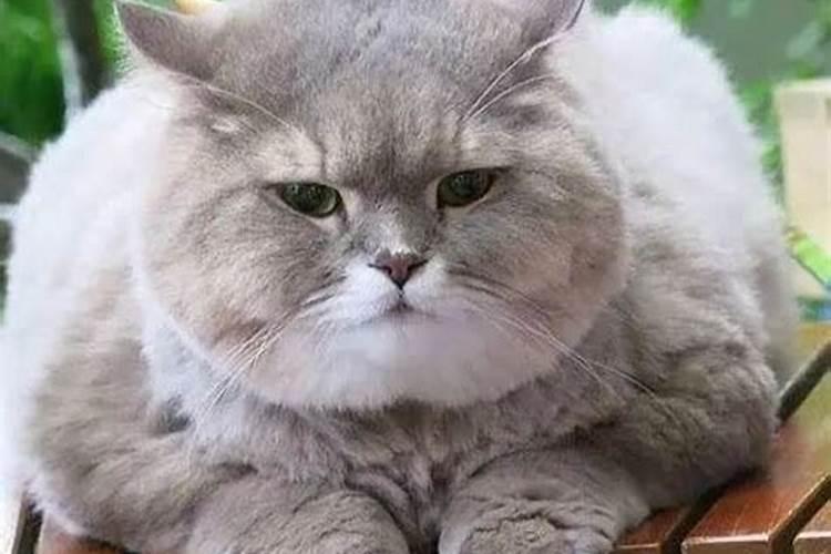 梦见大肥猫是什么意思？