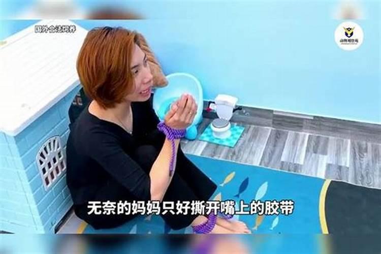 马羊属相合不合