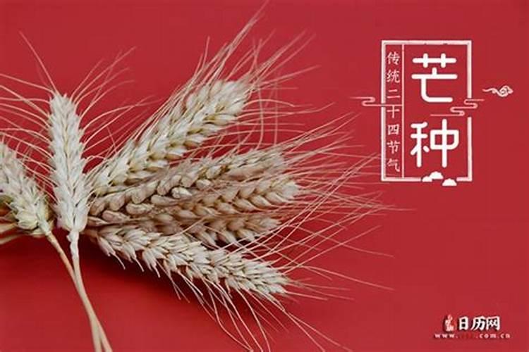 芒种夏至是什么意思
