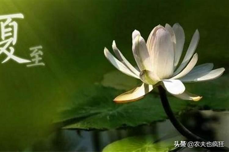 夏至有雨三伏热是什么意思