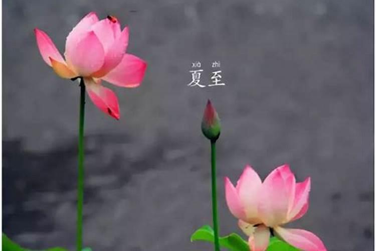 夏至有雨三伏热是什么意思 三伏天从什么时候开始