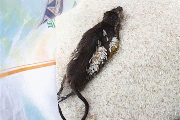 梦见死猫和死老鼠的预兆