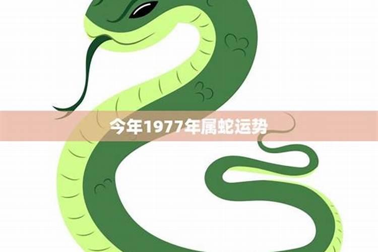 1977年属蛇女在2025年运程和运势