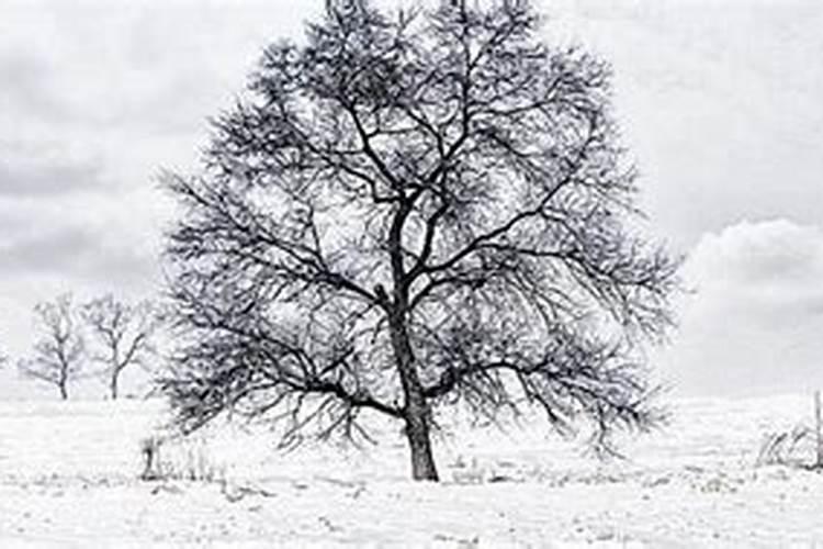 女人梦见白白的雪地什么意思 女人梦见白白的雪地的意思