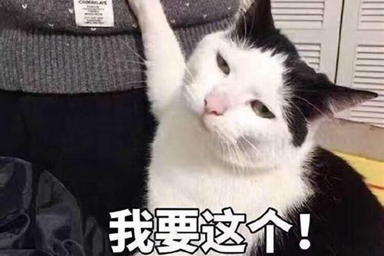 梦见爸爸从外面带回十几只小猫的预兆