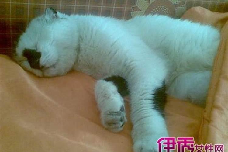 梦见一只猫在咬另一只死猫的预兆