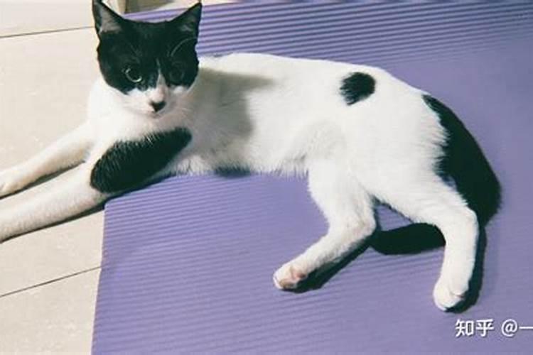 猫猫走了打一生肖