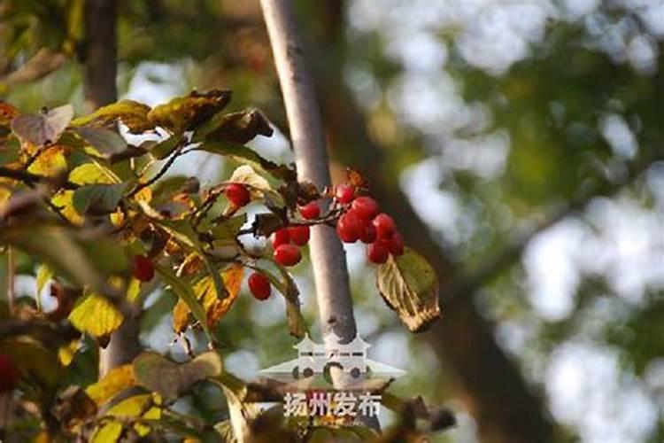 九尾狐朱砂挂坠能斩烂桃花吗