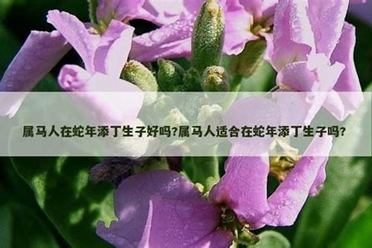 2025生肖蛇的运势大全 属蛇人2025年每月运势