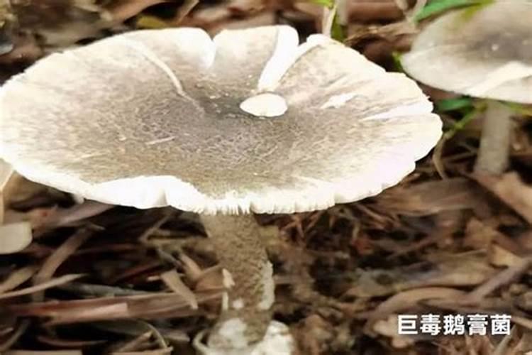 夏至菌有什么营养