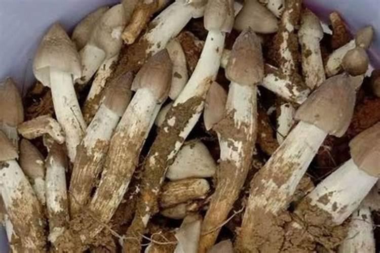 鸡枞菌是是什么东西？