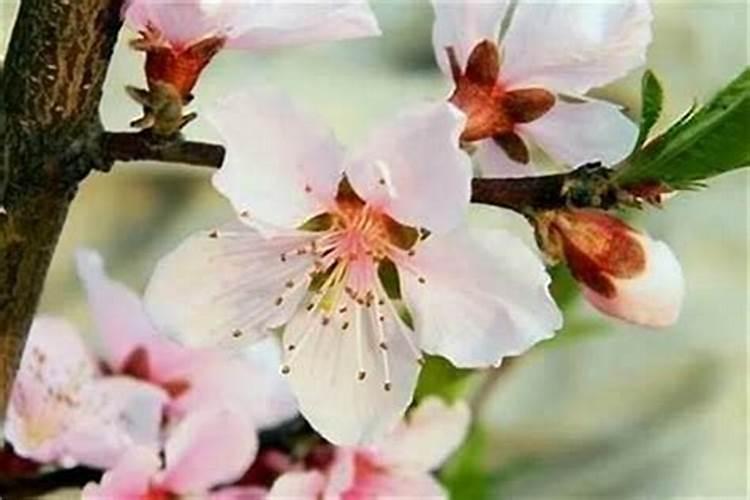 怎么样催桃花