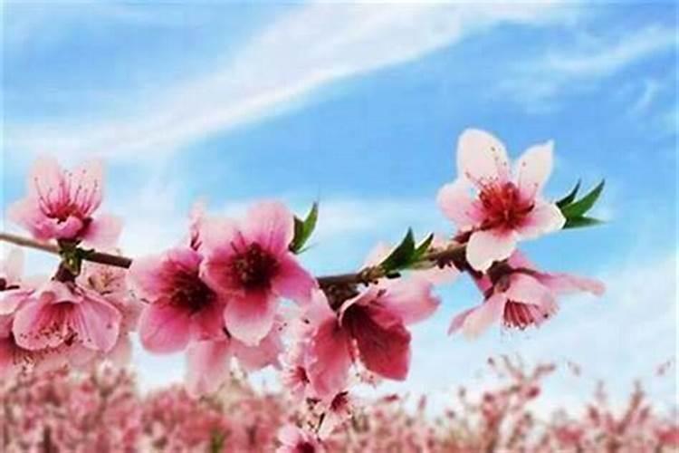 招桃花运的十大方法!