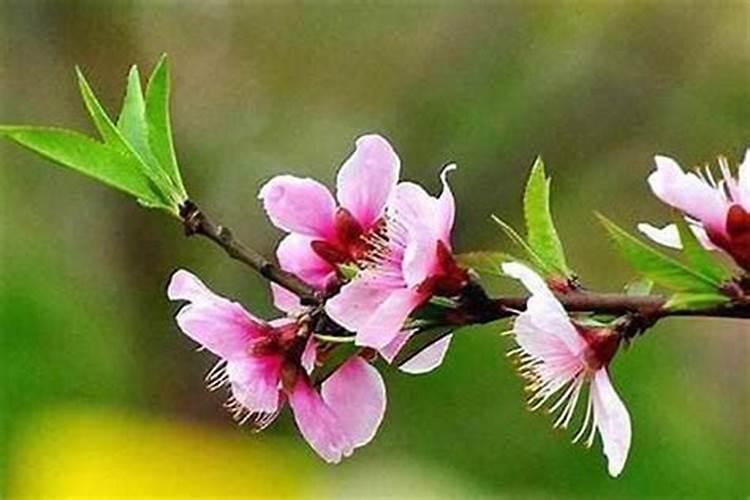 什么是催桃花
