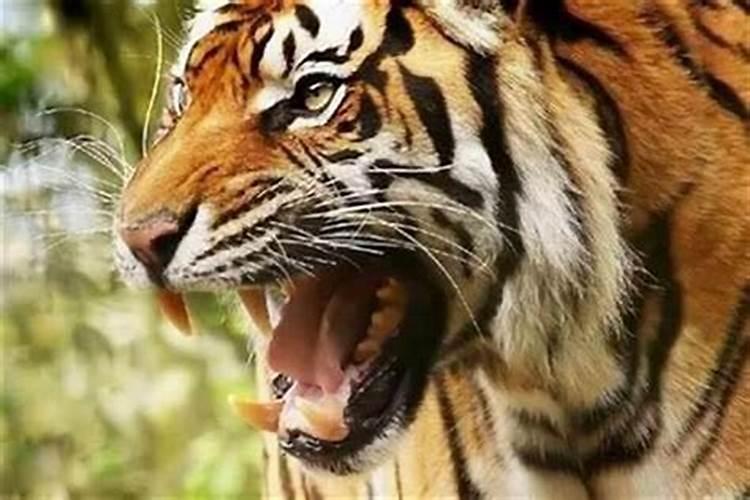 梦见被猛兽追而爬树