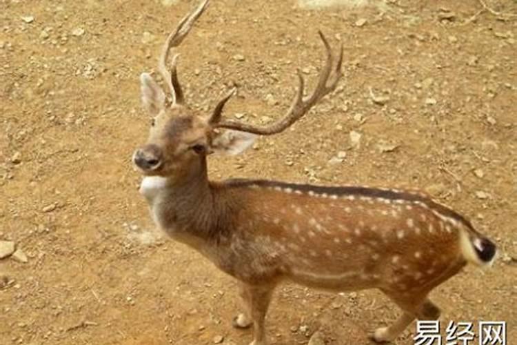 请问那里可以出家当道士？
