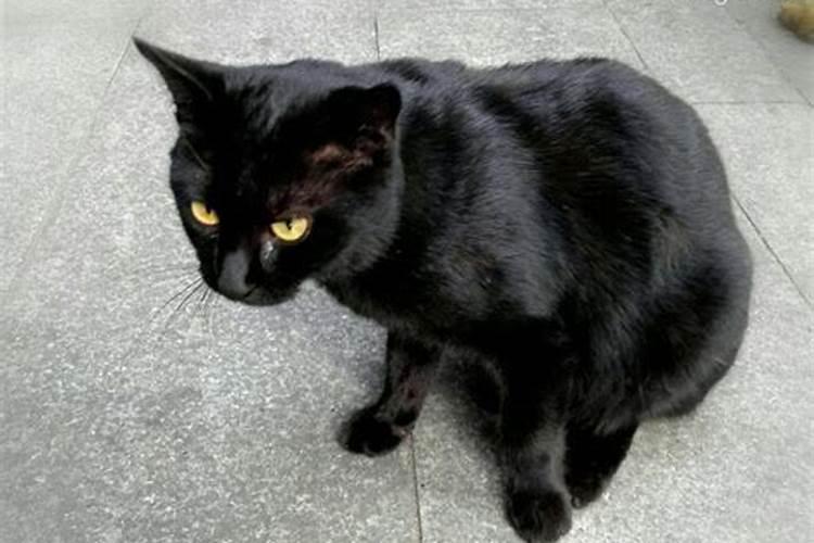 梦见黑猫是什么预兆 女性