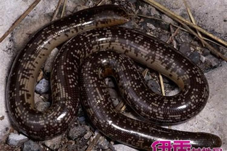 83年属猪41岁后十年大运运程