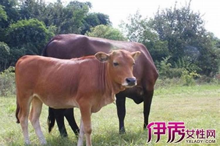 许昌过年民俗与北京过年民俗有何不同