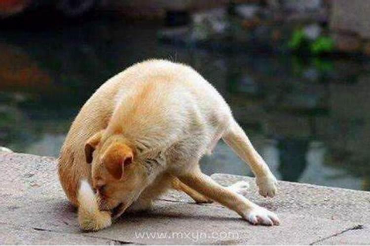 梦见被很多狗追着咬是什么意思？