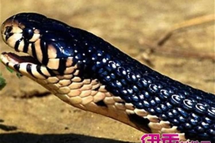 阴阳债怎么计算的？