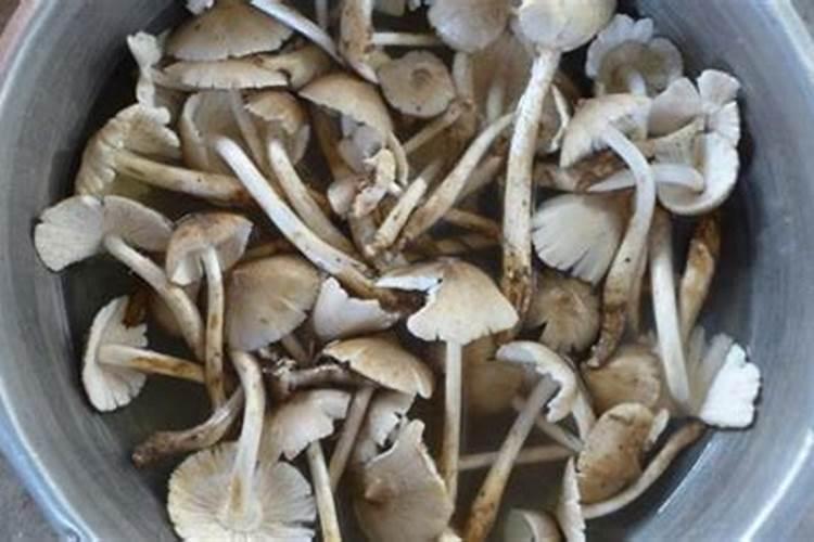 十月初一出生的八字为什么没有日支呢