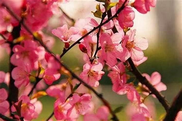 山东重阳节有什么风俗 山东重阳吃什么好
