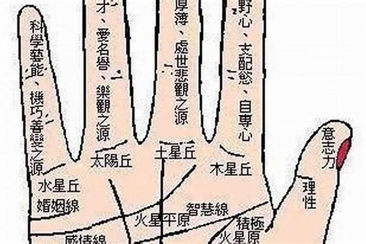 梦见头发被老鼠咬断的预兆