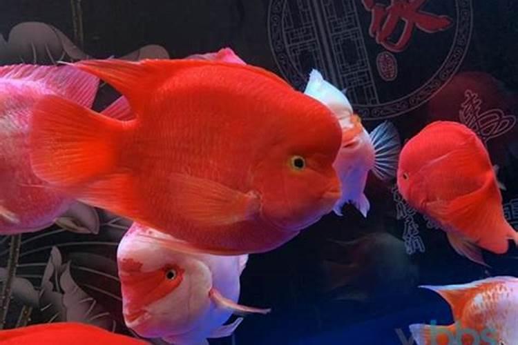 梦见被疯牛追赶有什么预兆？是什么意思？