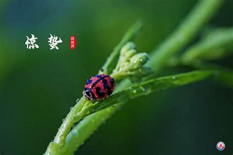 夏至的代表性动物是什么夏至的相关知识