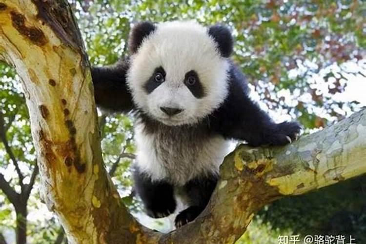 夏至的代表性动物是什么