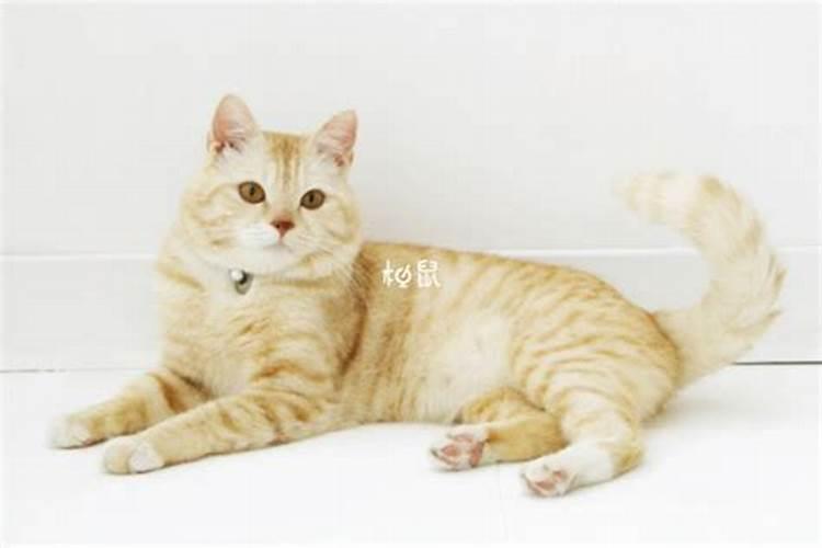 梦见黑猫睡在衣柜的预兆