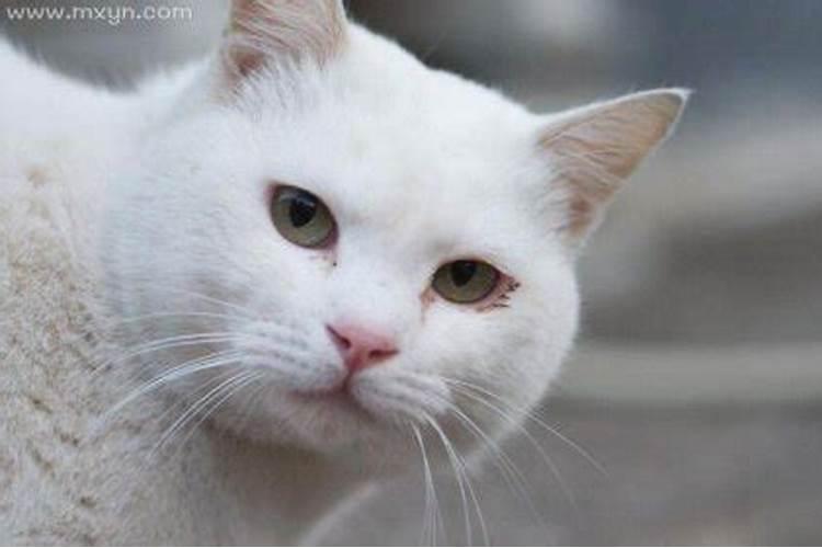 我梦见一只白色猫咪,他一直跟着我,还目不转睛的看着我,费很大劲才赶走...