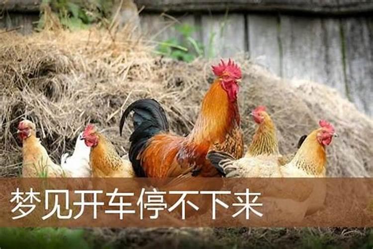 女人梦见买鸡蛋的预兆