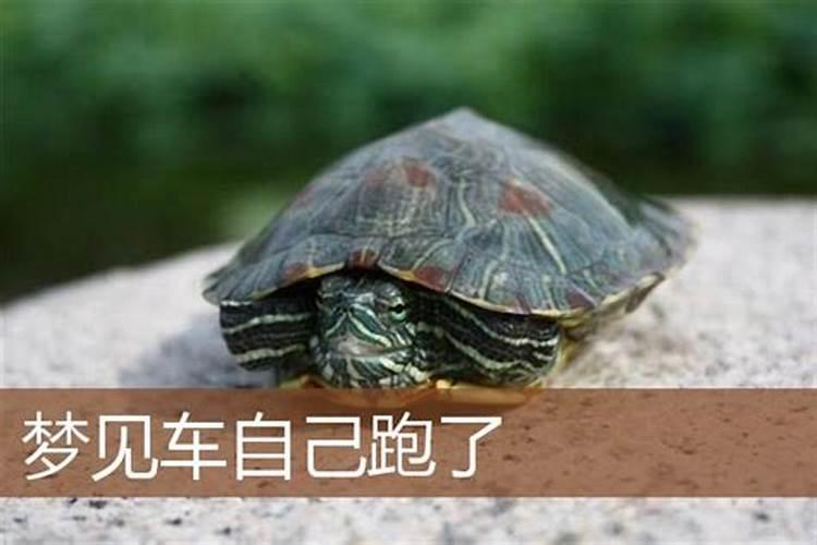 2025年属兔的全年运势怎么样