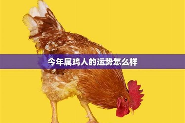 1969年鸡在2025年蛇年的运程