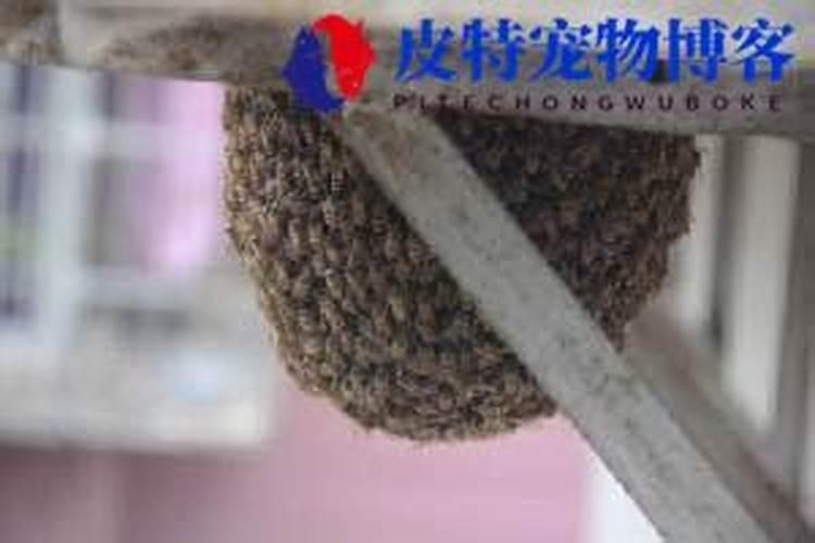 梦见自己单身生了双胞胎女儿的预兆