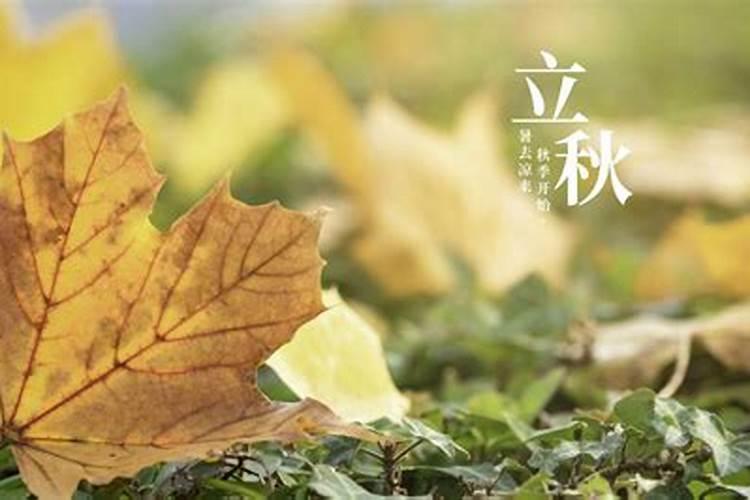 属兔人2025年综合运势