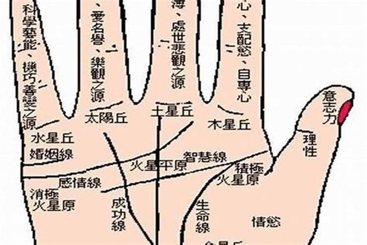 生肖虎1998年2025年运势如何 生肖虎1998年2025年全年运势