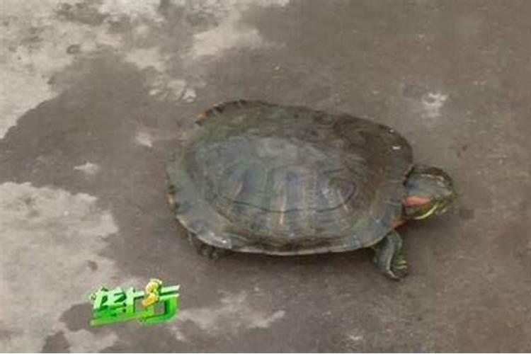 批八字先生说,运走印比可成大业, 不能走伤食才官运。 什么意思？百度知...