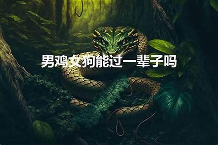 属鸡男人和属鸡女人相配吗