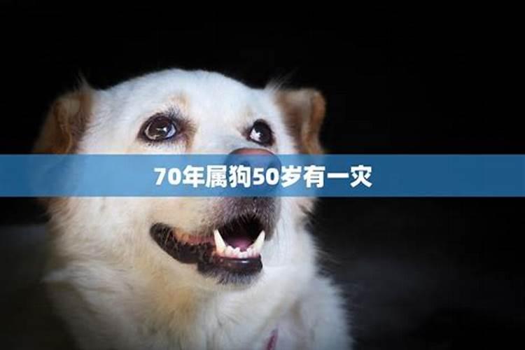 1970年属狗的命运如何