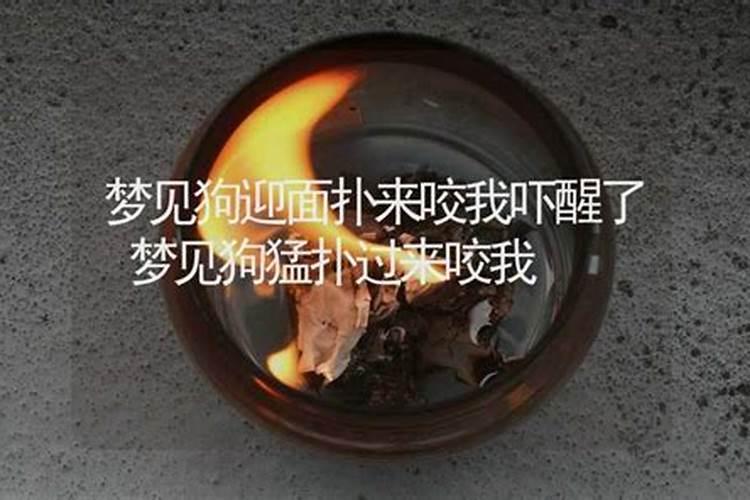 梦见豹子要咬我