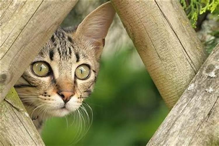 梦见猫往自己身上扑咬我