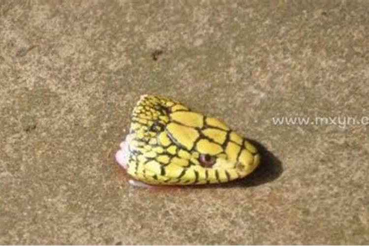 梦见杀了一条大蛇是什么预兆