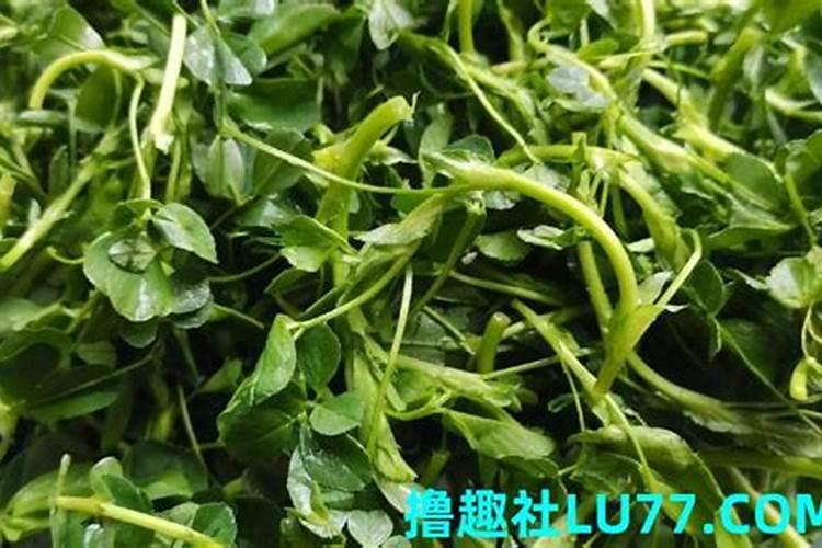 梦见苜蓿什么意思 梦见苜蓿有什么预兆