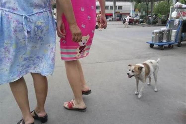 女人梦见狗咬出血吉兆